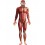 Anatomy Man Costume, Red