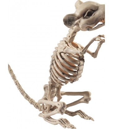 Rat Skeleton Prop