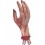 Severed Gory Hand, Flesh