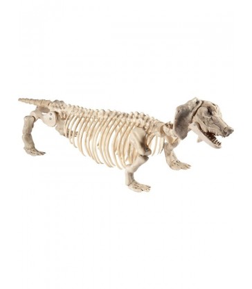 Dachshund Dog Skeleton Prop